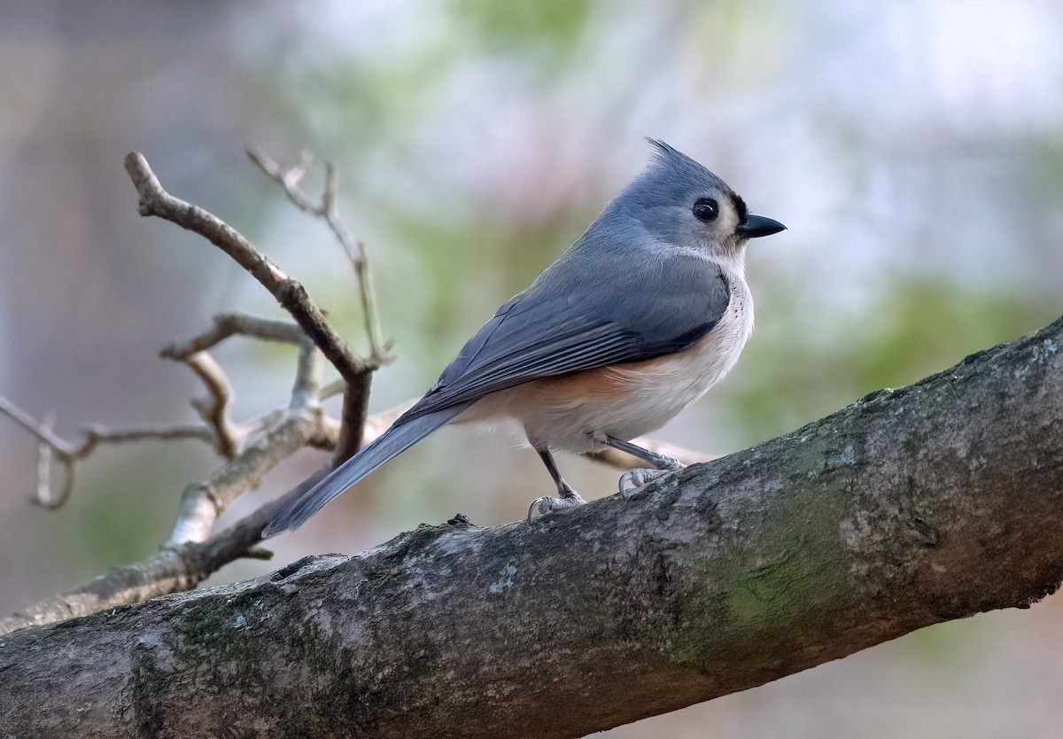 Tufted Titmouse - ML649374887
