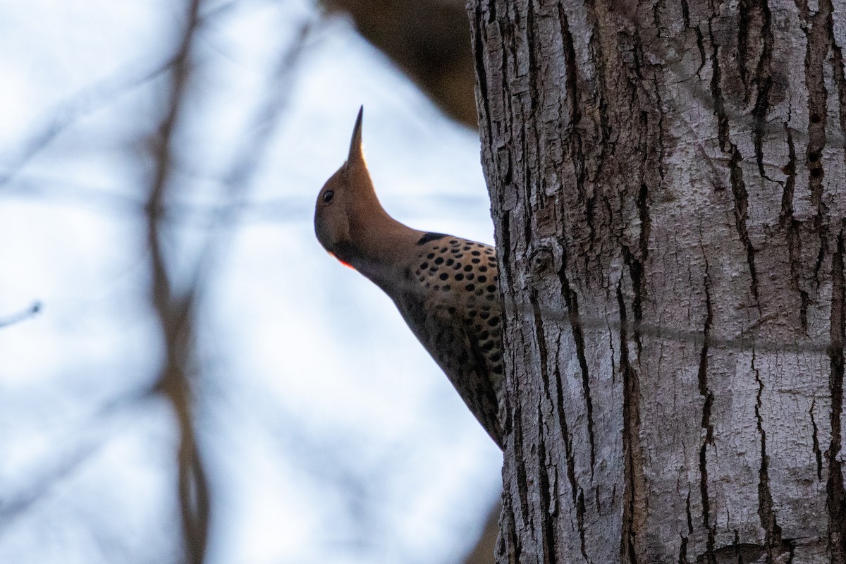Northern Flicker (Yellow-shafted) - ML649374888