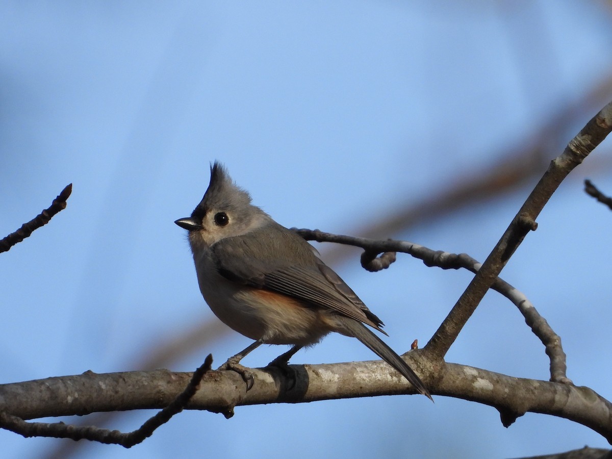 Tufted Titmouse - ML649375026