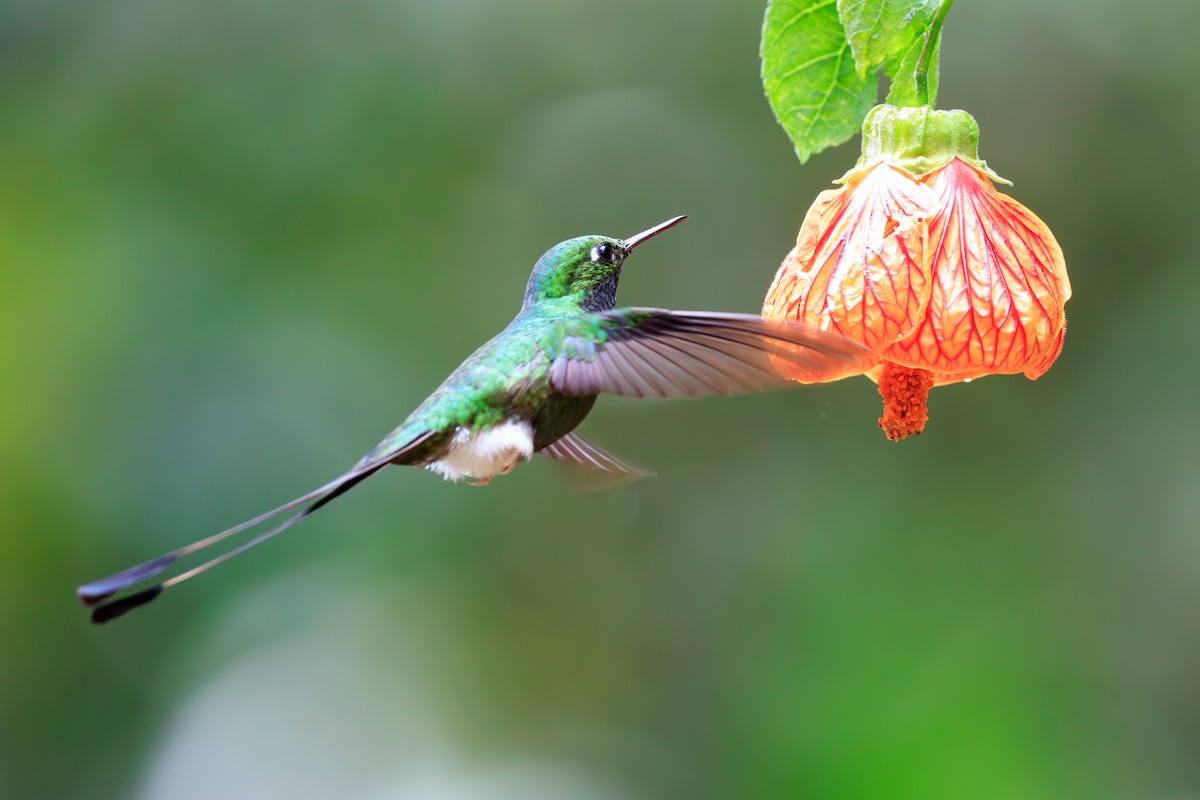 White-booted Racket-tail - ML649375482