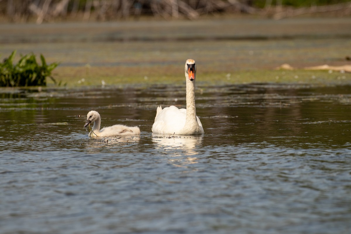 ברבור מצוי - ML649375491