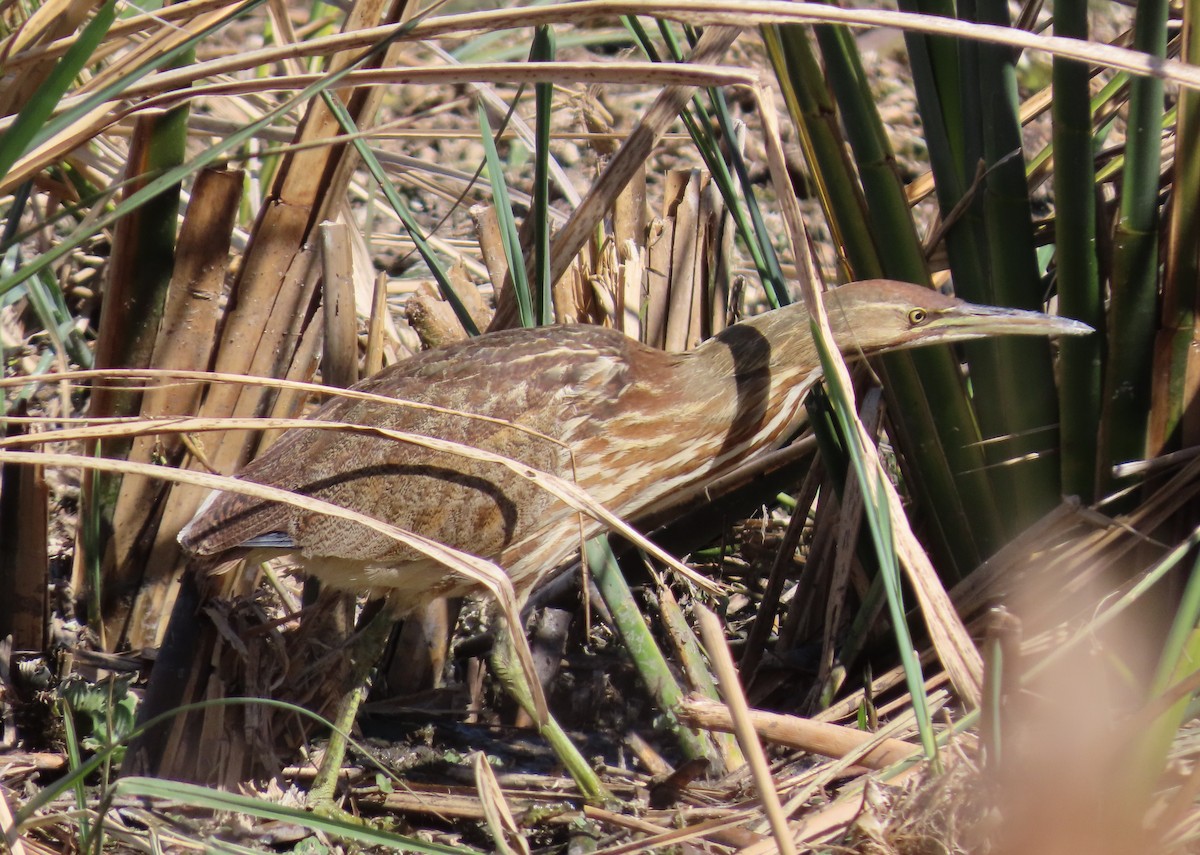 American Bittern - ML649375497