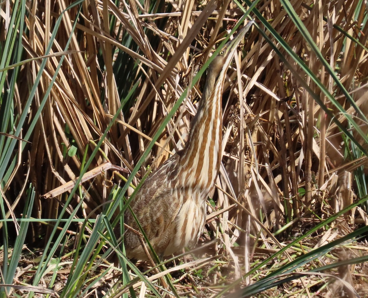 American Bittern - ML649375498