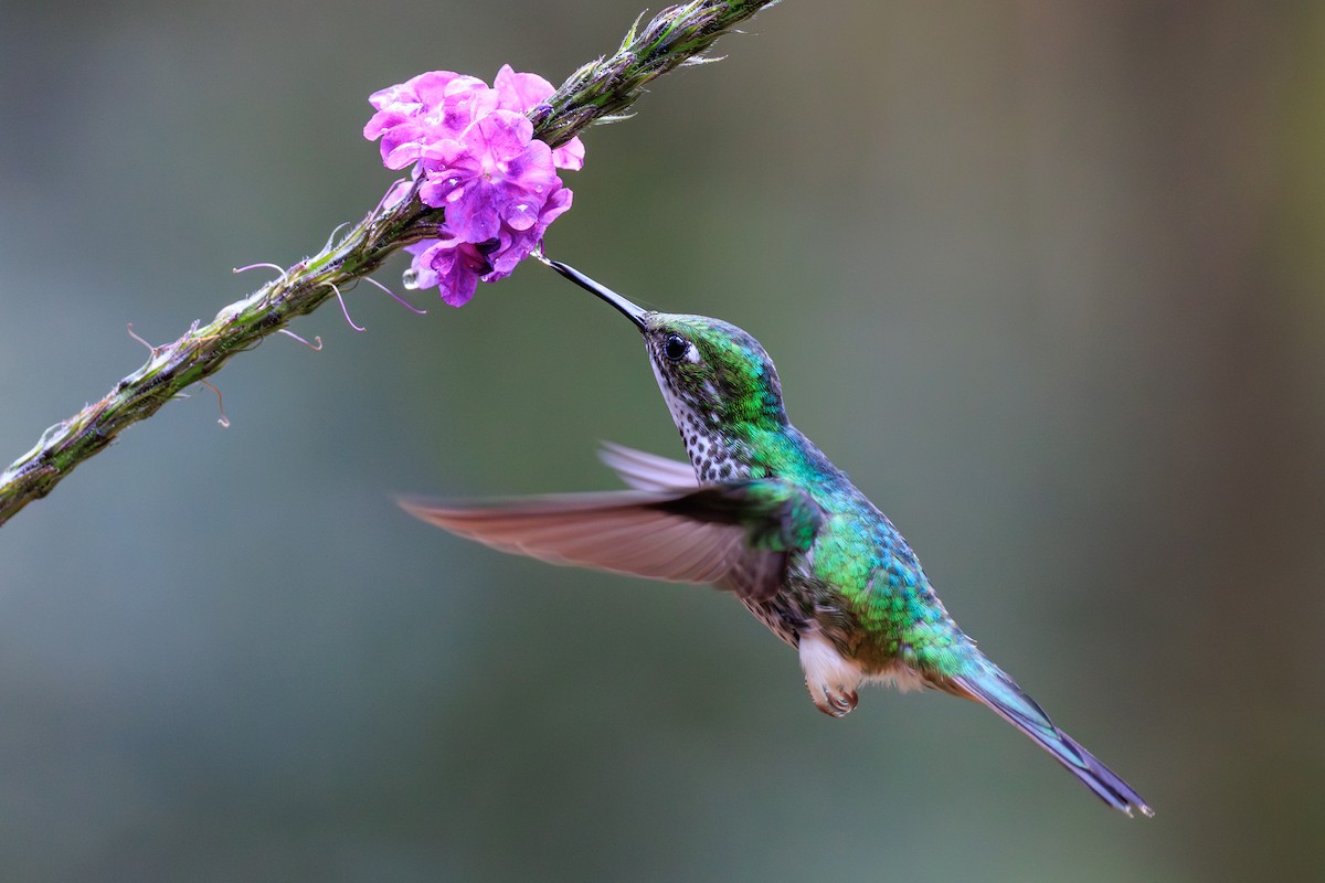 White-booted Racket-tail - ML649375502