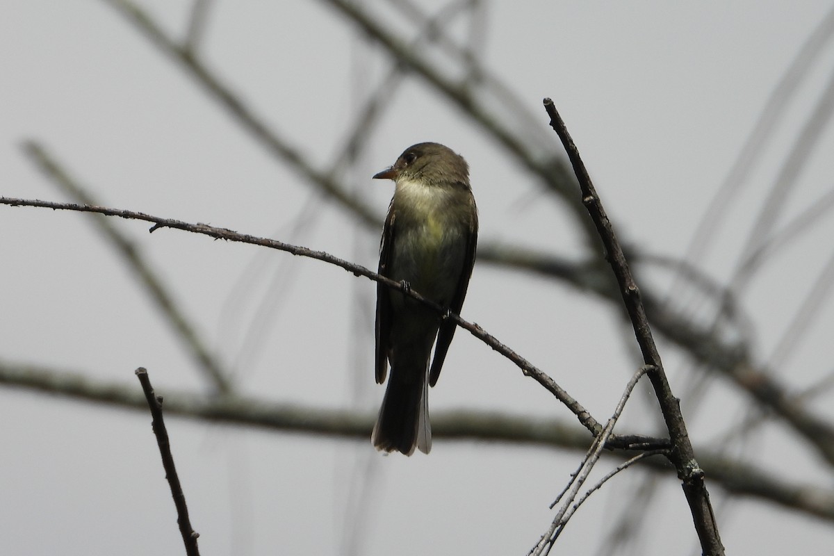 Eastern Wood-Pewee - ML649375522