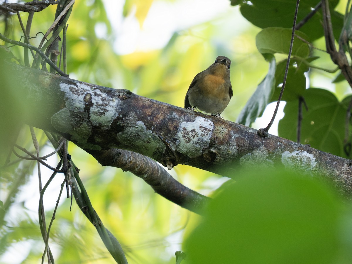 Chinese Blue Flycatcher - ML649375571