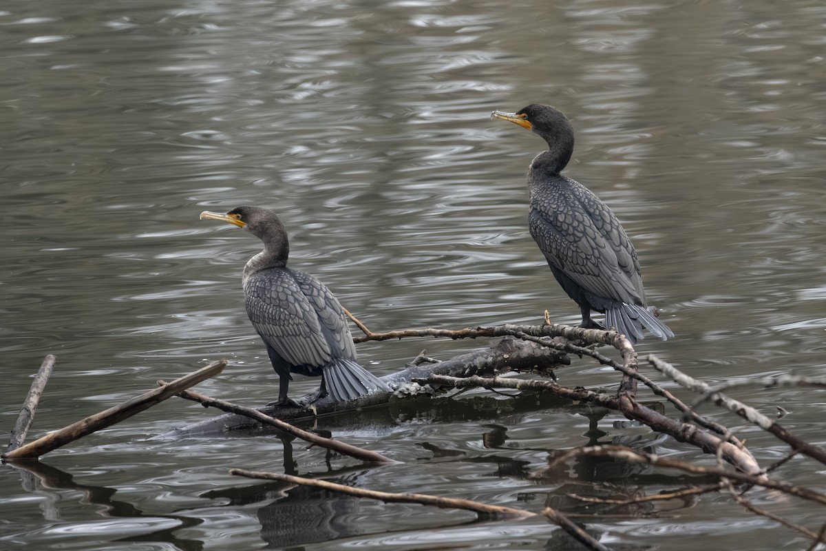 Cormoran à aigrettes - ML649375577