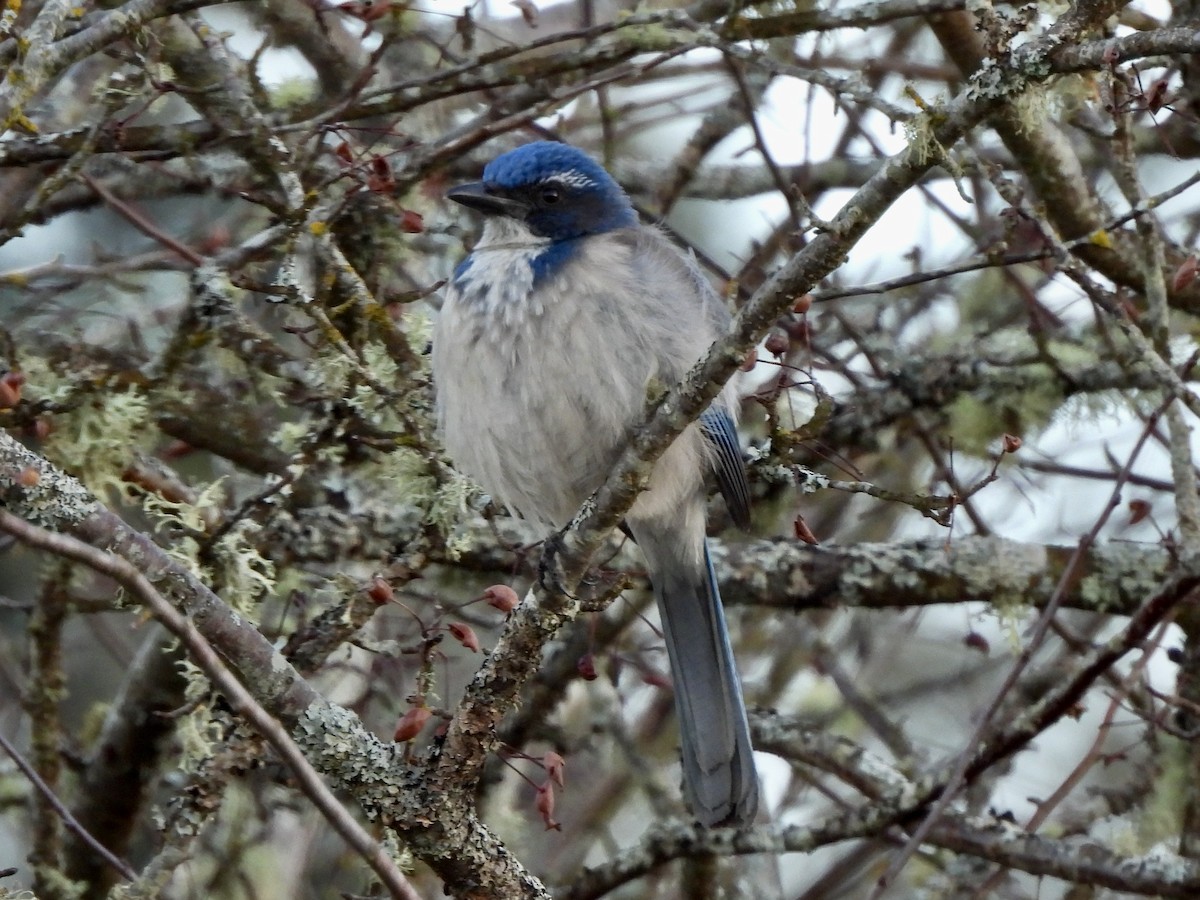 California Scrub-Jay - ML649375593