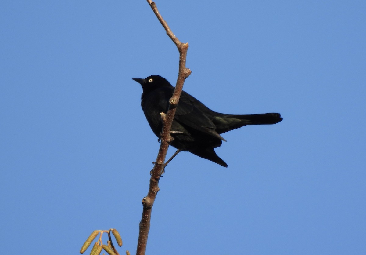 Brewer's Blackbird - ML649375619