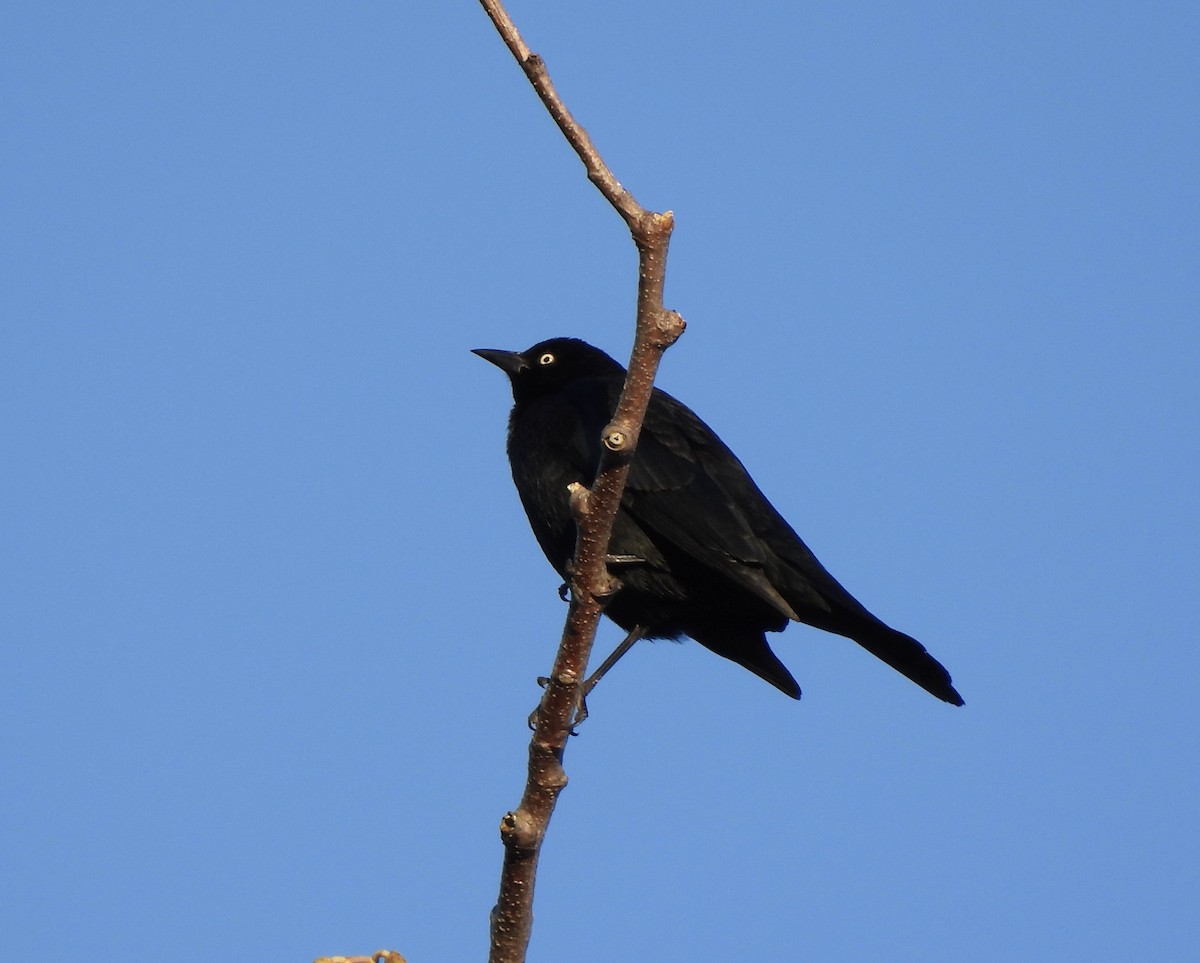 Brewer's Blackbird - ML649375620