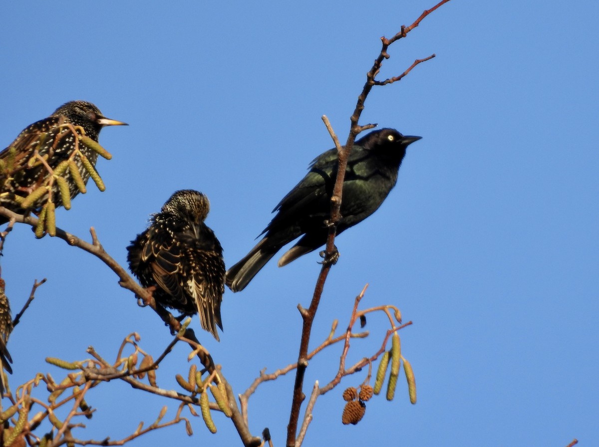 Brewer's Blackbird - ML649375621