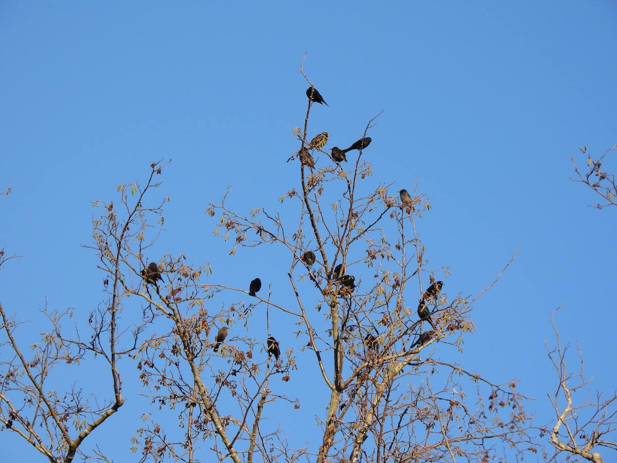 Brewer's Blackbird - ML649375622