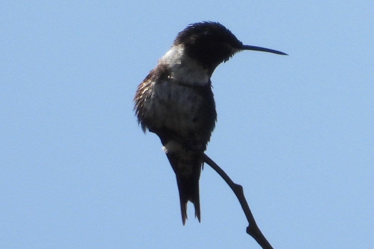 White-bellied Woodstar - ML649375641