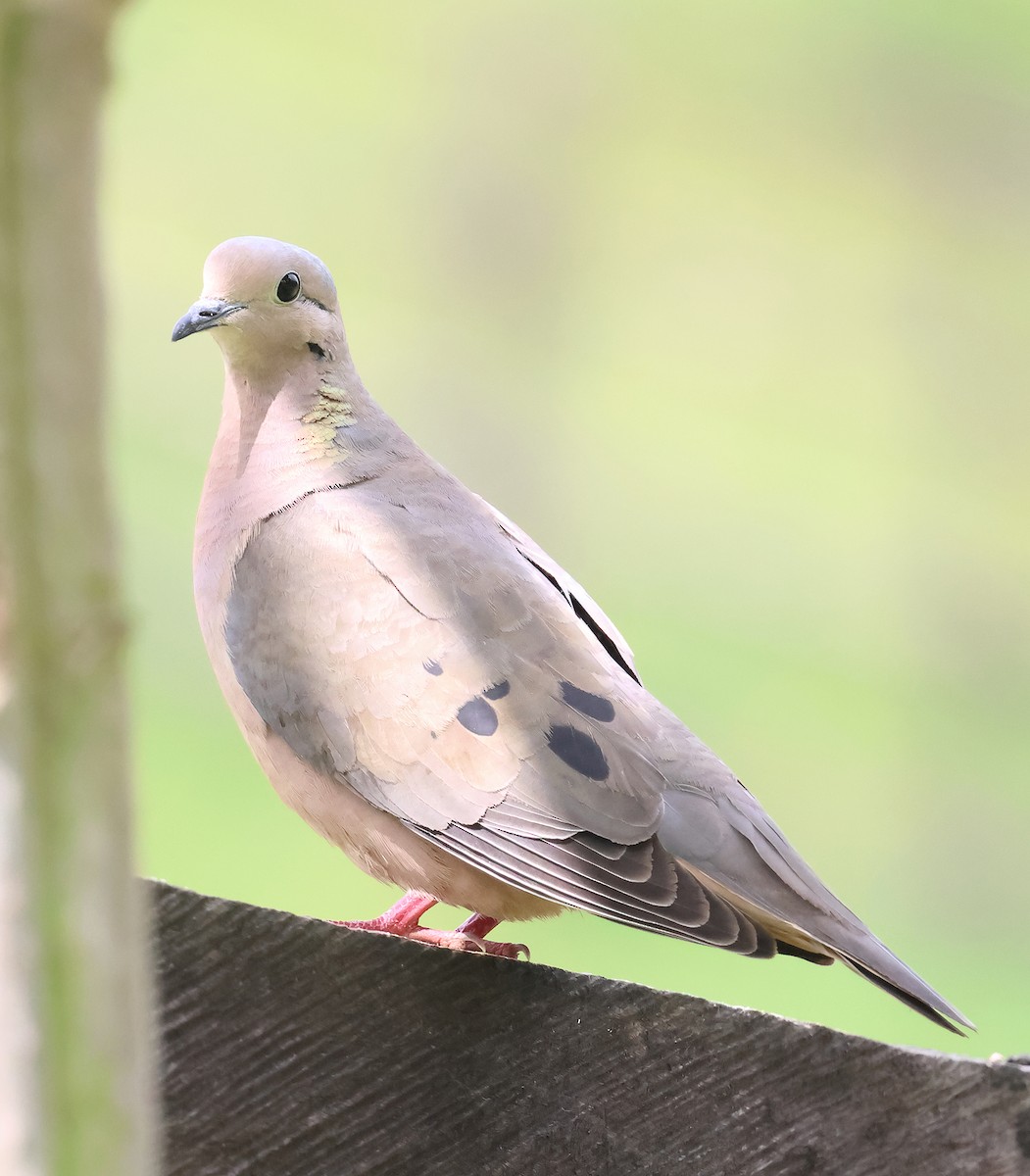 Eared Dove - ML649375677