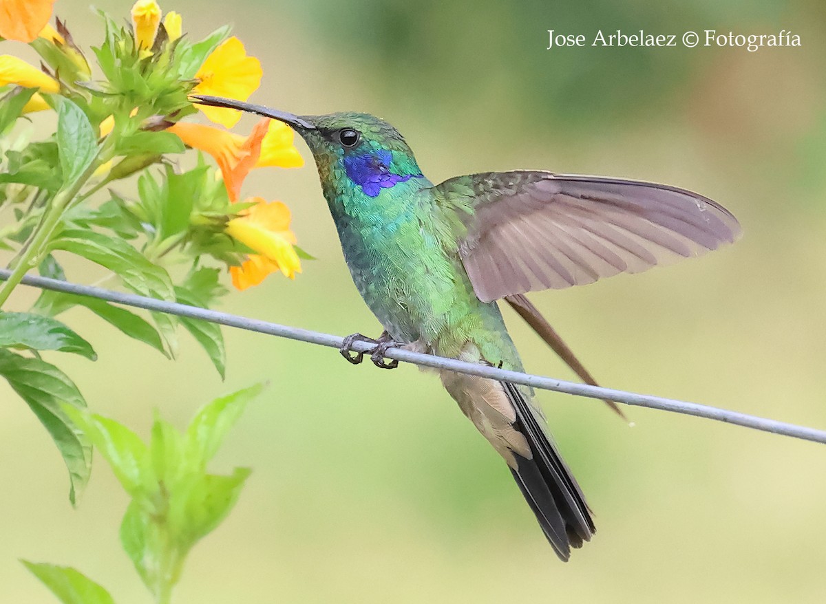 Lesser Violetear - ML649375714