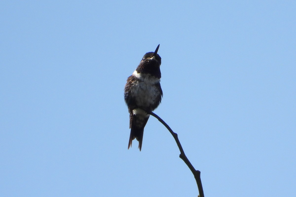 White-bellied Woodstar - ML649375726