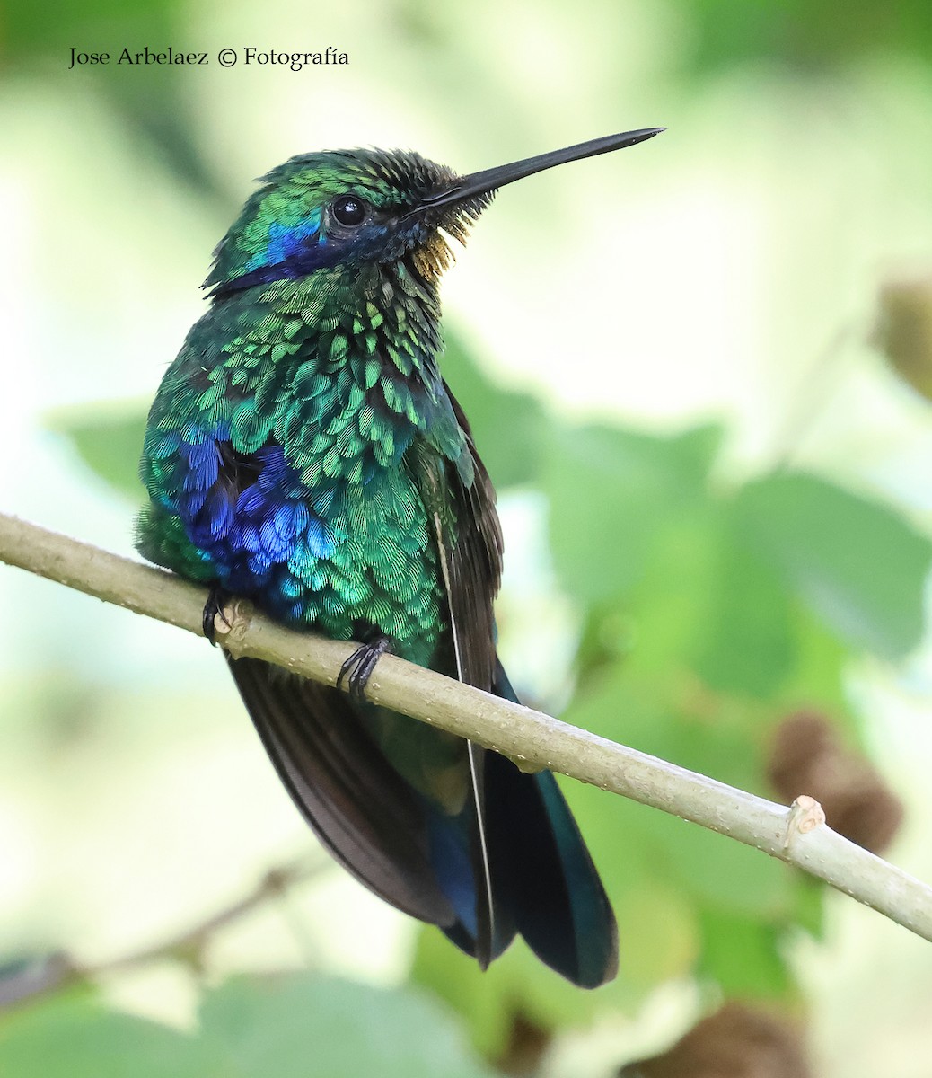 Sparkling Violetear - ML649375727