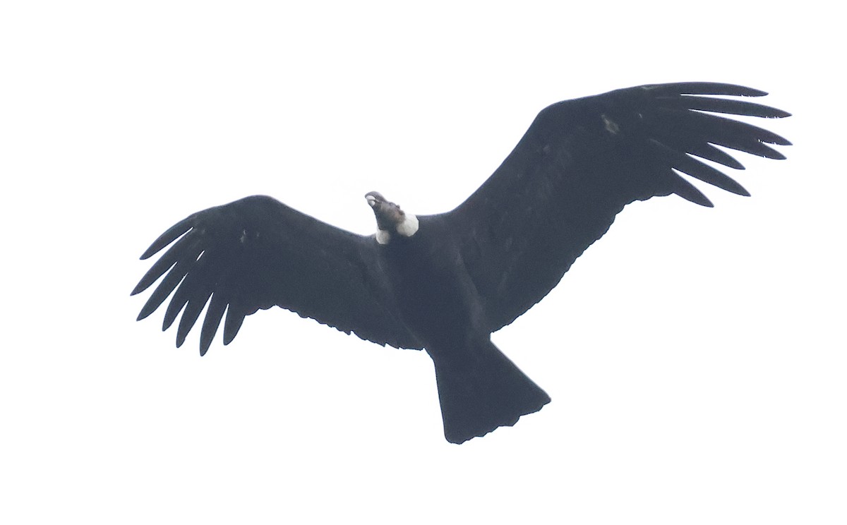Andean Condor - ML649375757