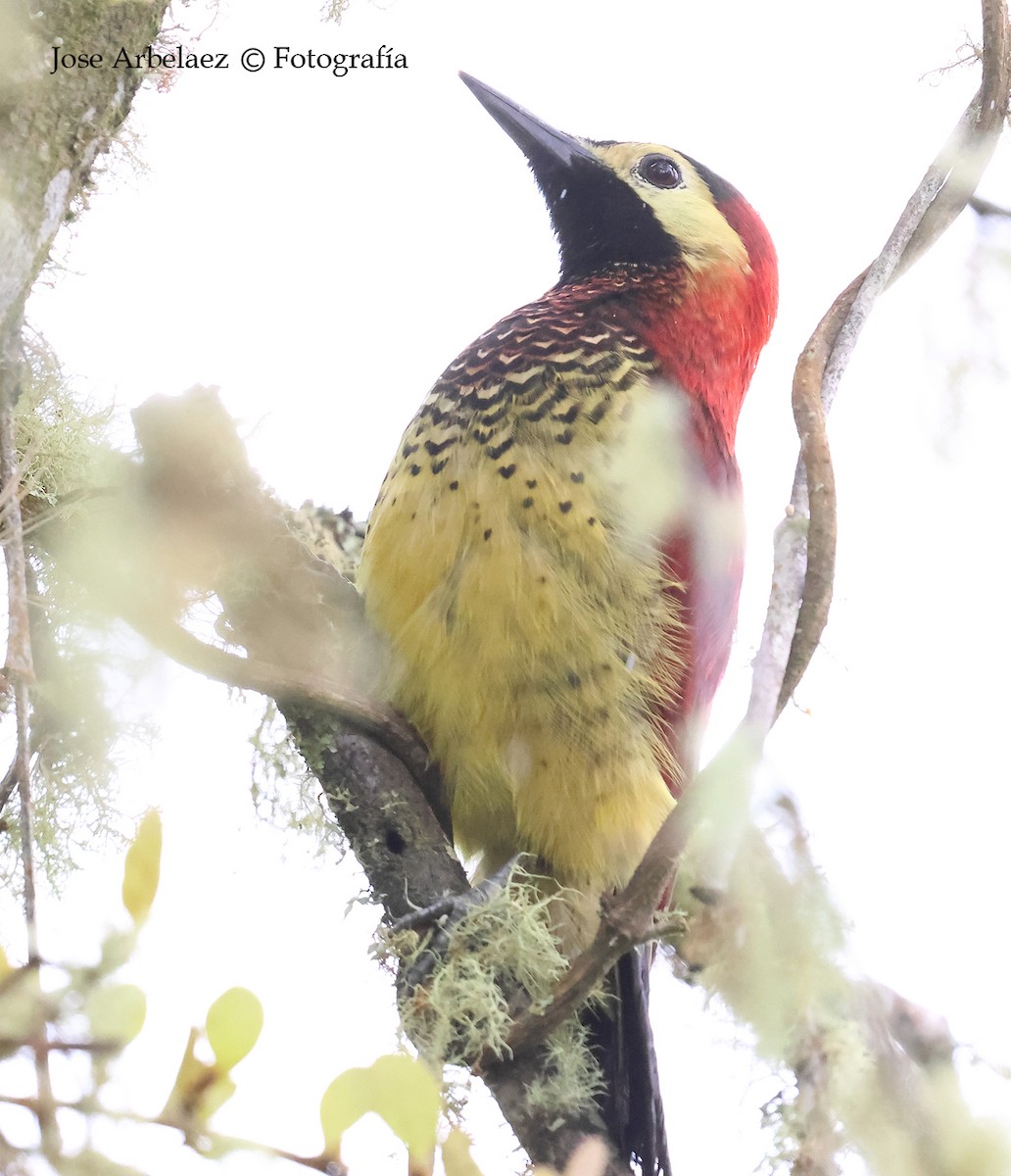 Crimson-mantled Woodpecker - ML649375776