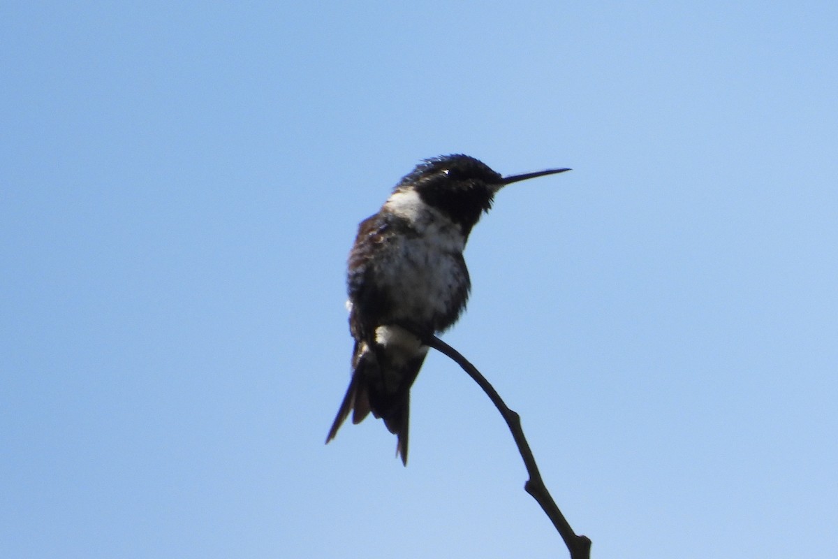 White-bellied Woodstar - ML649375778