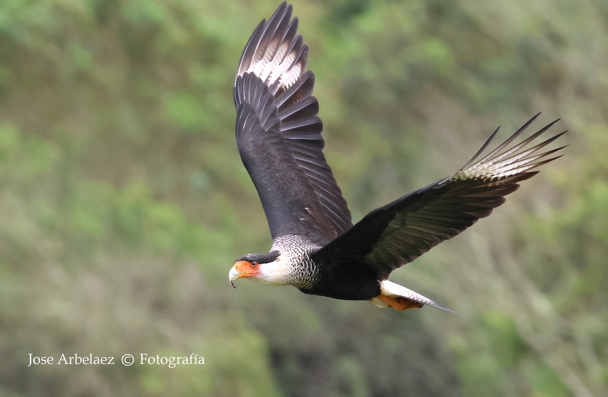 Crested Caracara - ML649375789