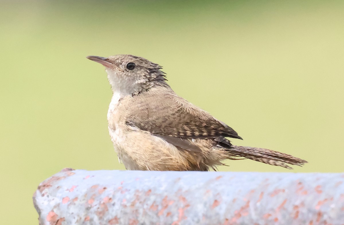 Southern House Wren - ML649375797