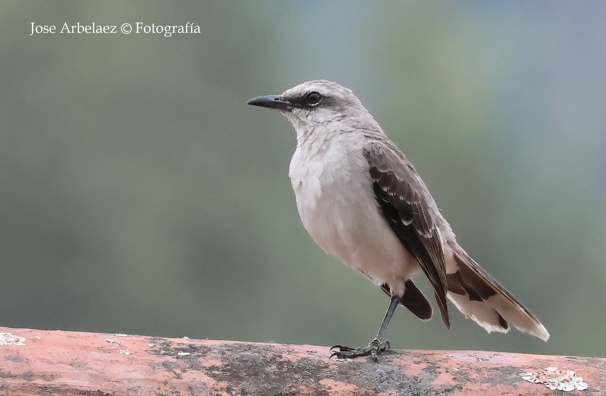 Tropical Mockingbird - ML649375812