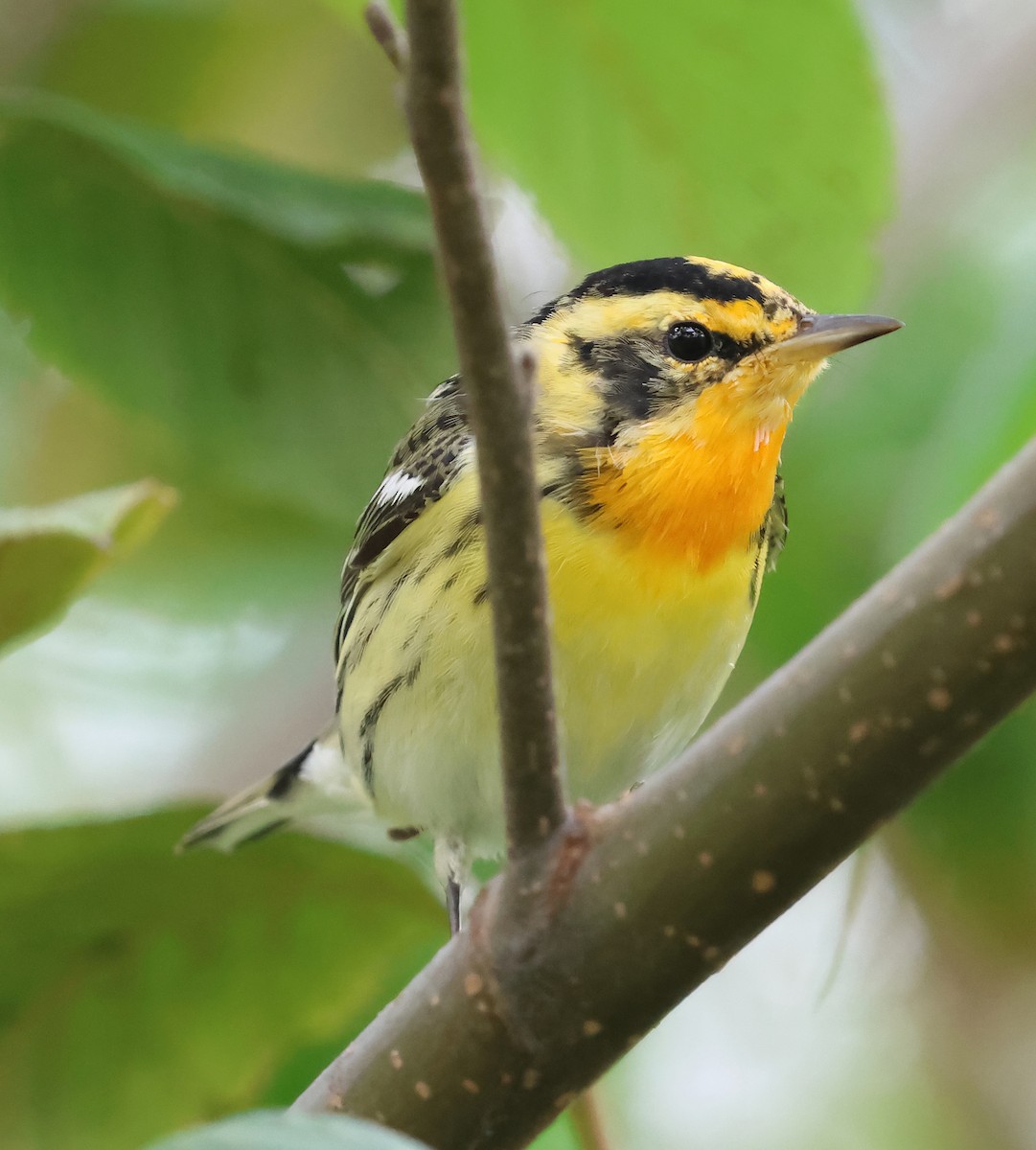 Blackburnian Warbler - ML649375822