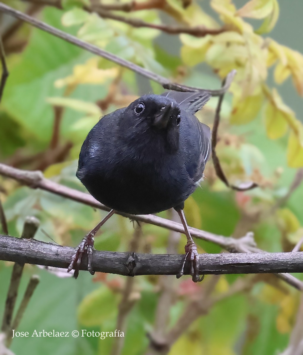 Black Flowerpiercer - ML649375832