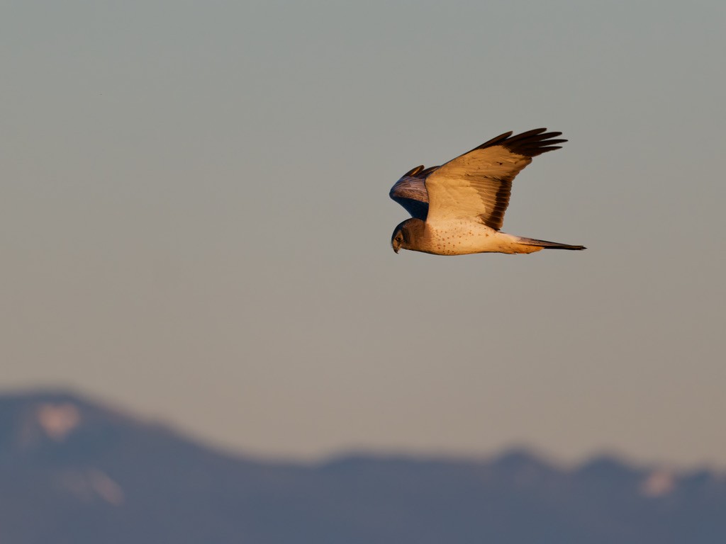 Northern Harrier - ML649375884