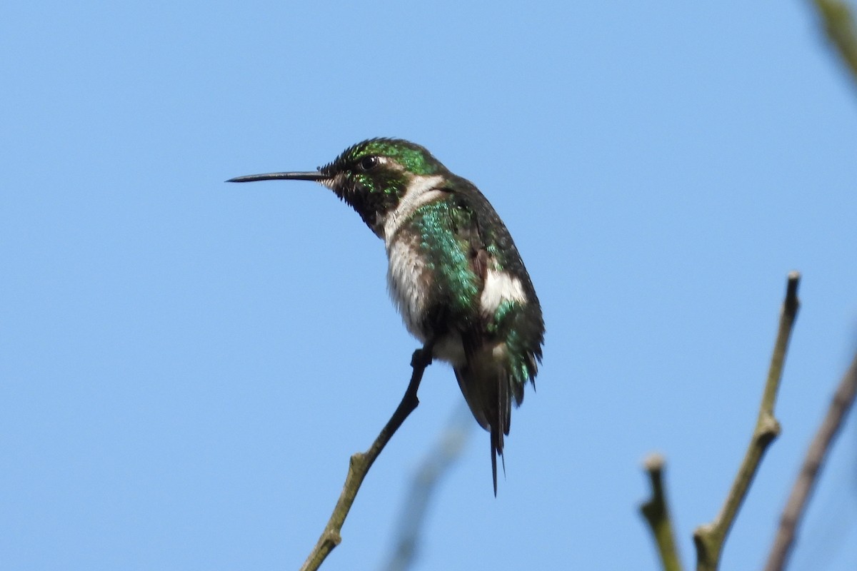 White-bellied Woodstar - ML649375886