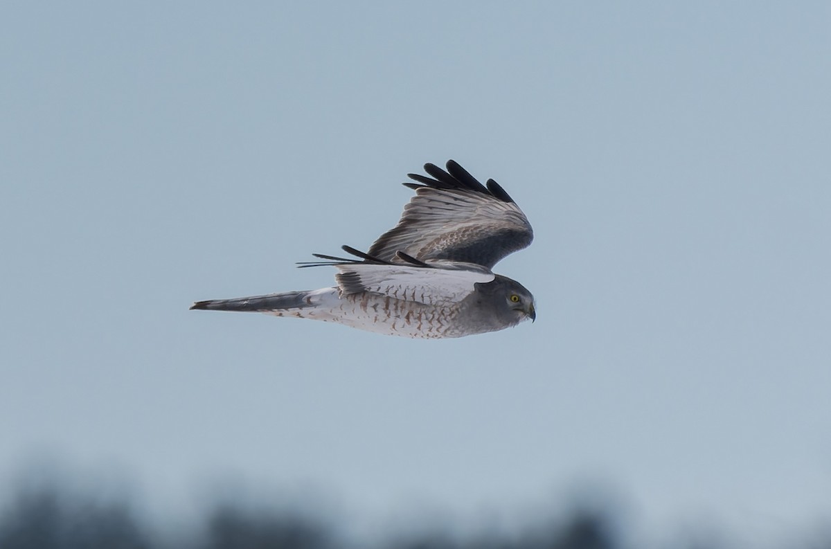 Northern Harrier - ML649376062