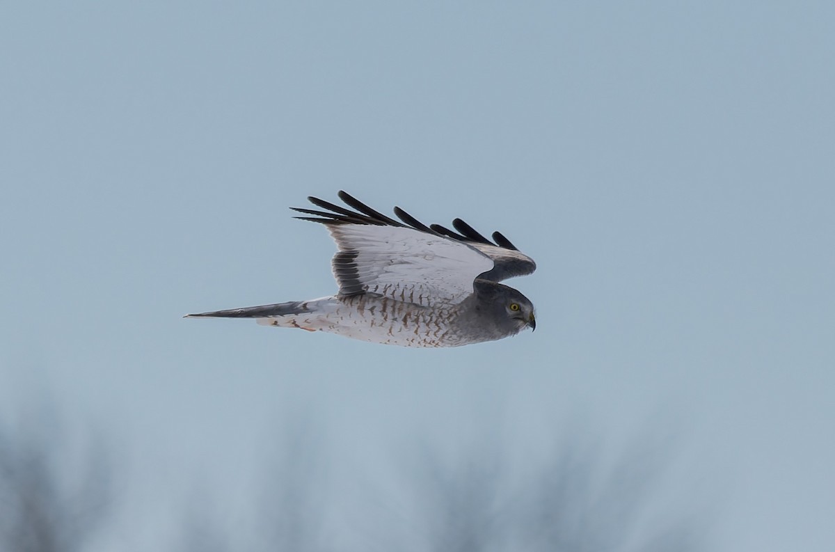 Northern Harrier - ML649376063