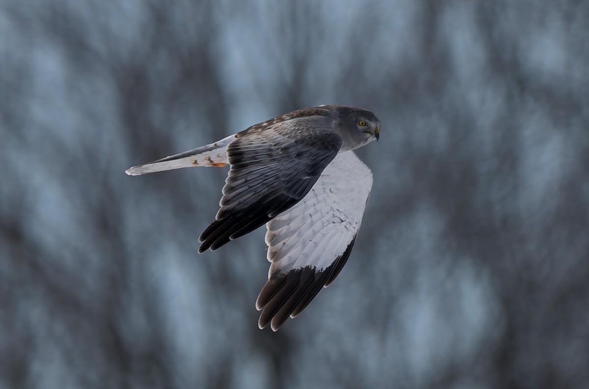 Northern Harrier - ML649376069