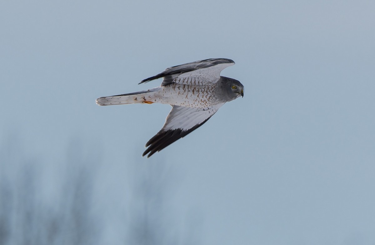Northern Harrier - ML649376071