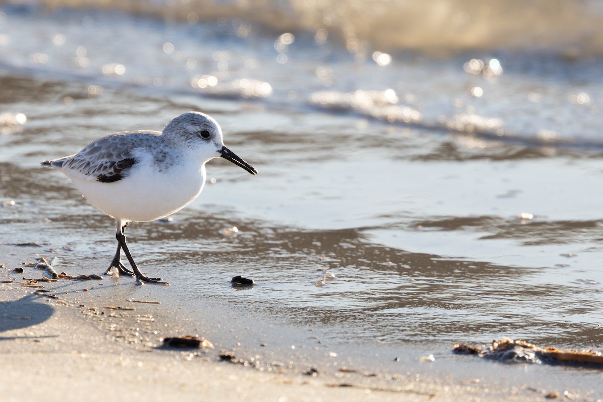 jespák písečný - ML649376187