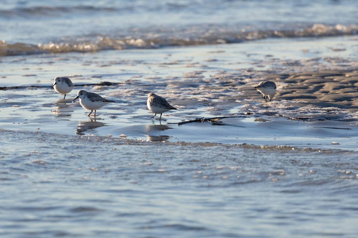 jespák písečný - ML649376188