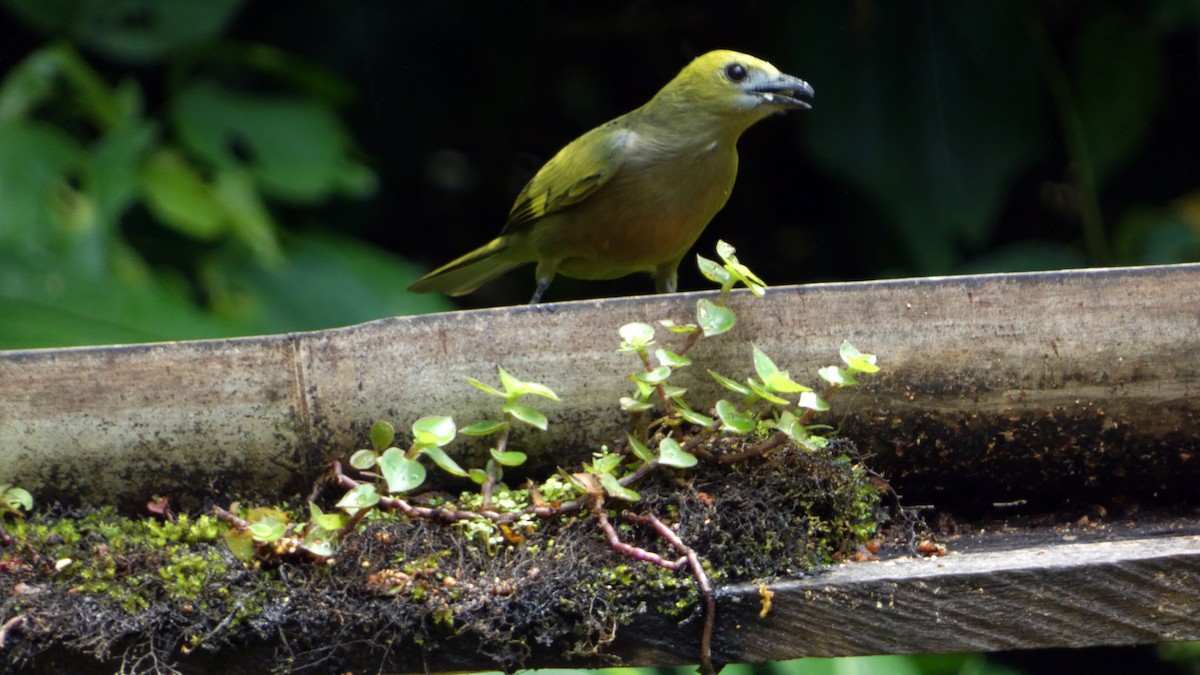 Palm Tanager - ML649376539