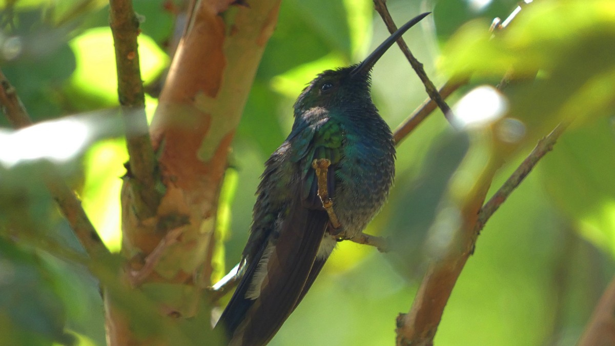 White-vented Plumeleteer (Blue-bellied) - ML649376581