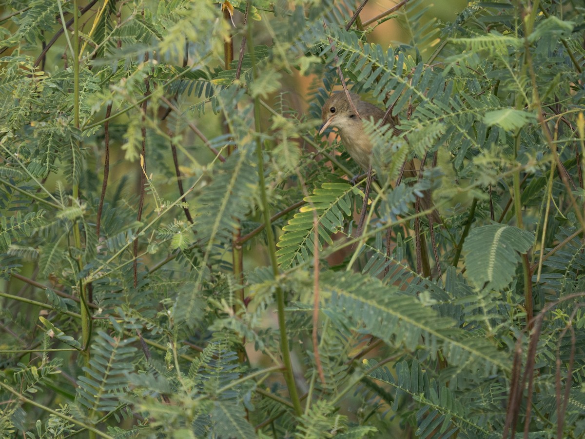 Thick-billed Warbler - ML649376643