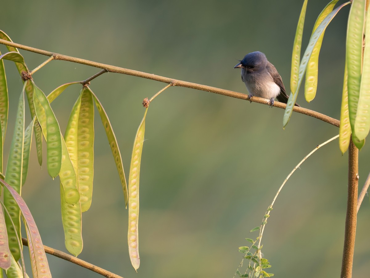 Black-naped Monarch - ML649376644