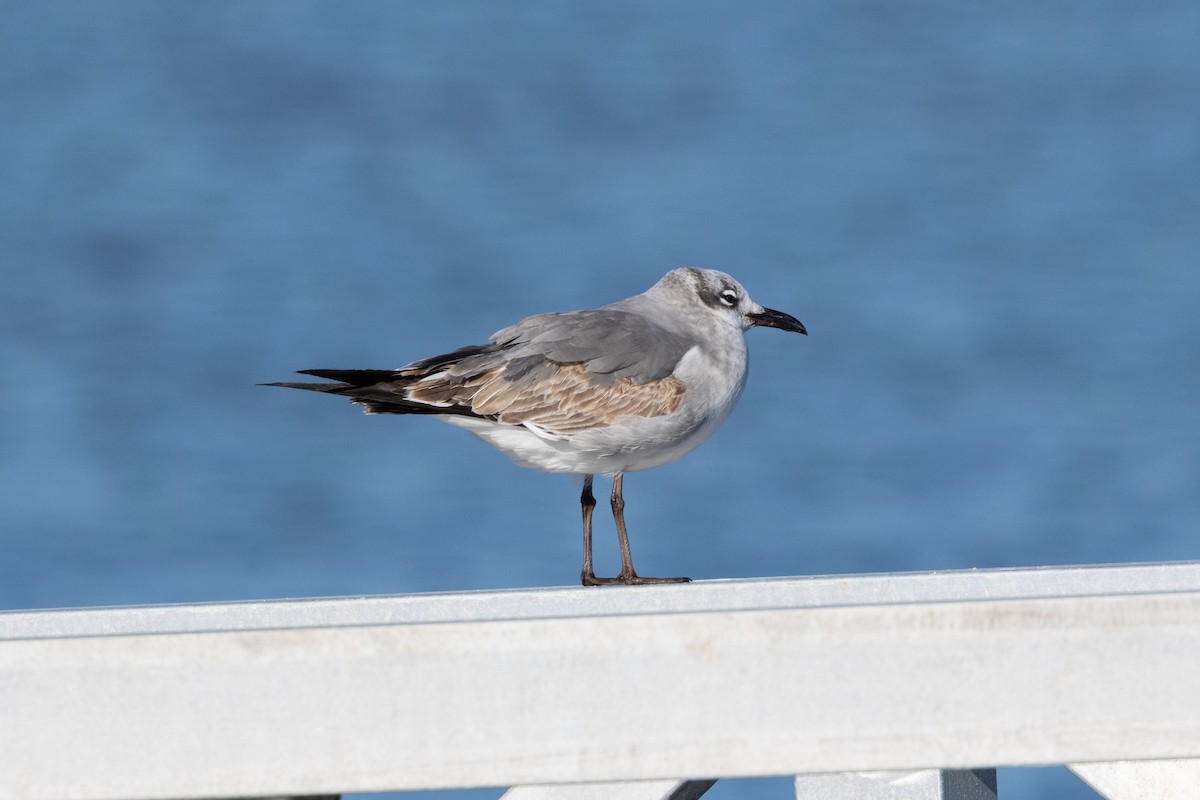 Gabbiano sghignazzante - ML649376692