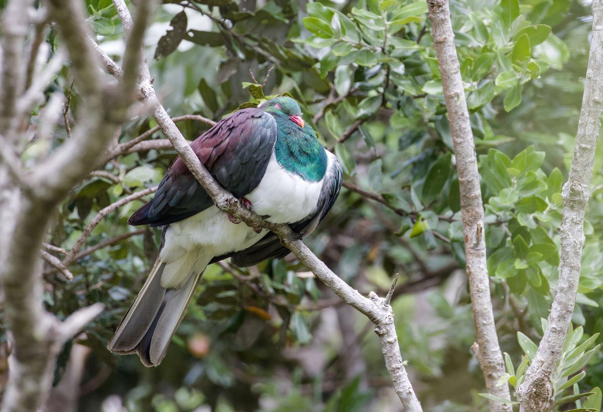 New Zealand Pigeon - ML649376725
