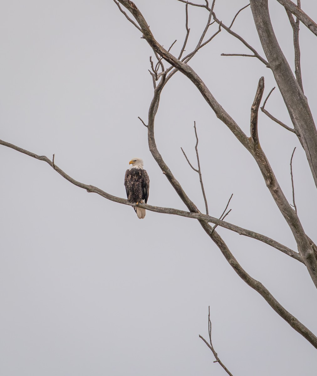 עיטם לבן-ראש - ML649376912