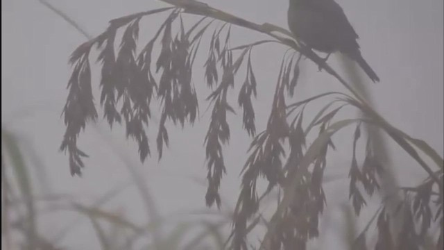 Crested Bunting - ML649376933