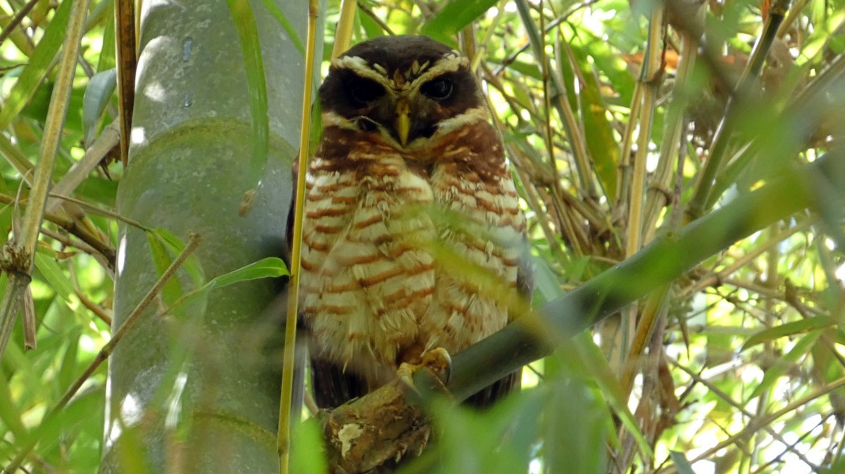 Band-bellied Owl - ML649376948