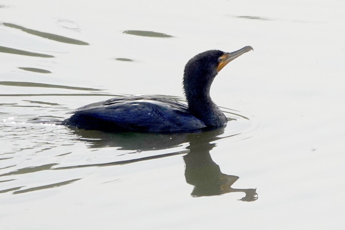 Cormoran à aigrettes - ML649376961