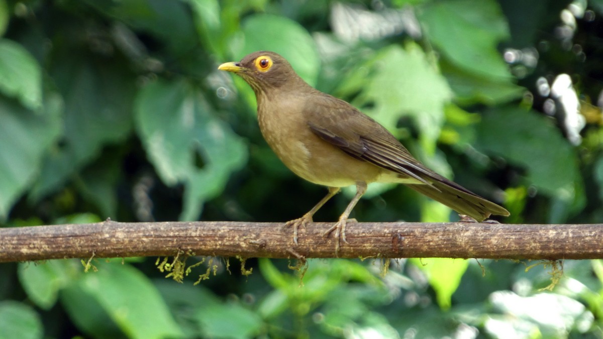 Spectacled Thrush - ML649377014