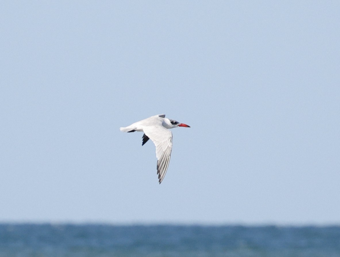 Caspian Tern - ML649377043