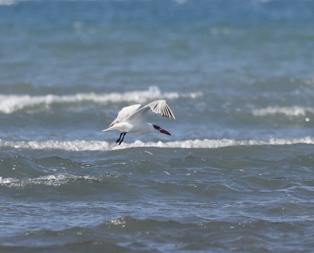 Caspian Tern - ML649377044